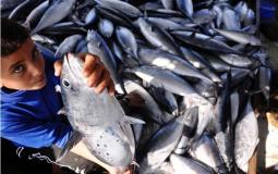 حسبة السمك في غزة - أرشيفية -