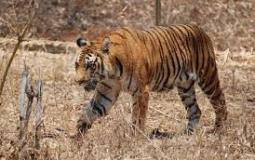 السلطات تشن حملة ضد صيادي النمور
