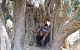 أقدم شجرة زيتون في فلسطين