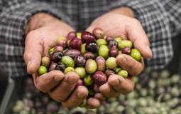 استيراد الزيتون من إسرائيل