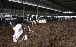 الانتاج الحيواني في جنين - توضيحية