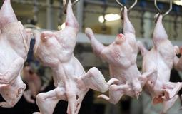 أسعار الدجاج واللحوم في أسواق غزة 
