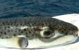 سمك الأرنب السام