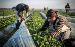 مزارعو غزة - أرشيفية
