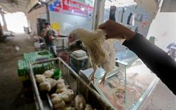 أسعار الدجاج والخضروات في غزة