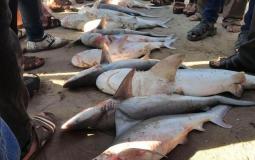 أسماك القرش في بحر خان يونس