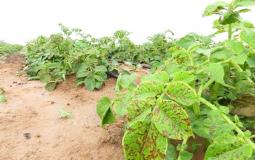 زراعة غزة تفند ادعاءات الاحتلال بشأن رش المبيدات شرق القطاع