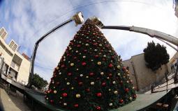 تزيين شجرة الميلاد في بيت لحم