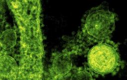 علماء يكتشفون طريقة محتملة لتحييد فيروس كورونا