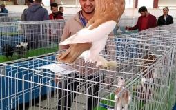 افتتاح المعرض الأول في فلسطين لهواة تربية طيور حمام الزينة