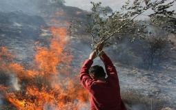 إحراق الاحتلال ألف سجرة زيتون في الضفة - توضيحية 