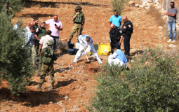 اعتداءات إسرائيلية على شجر الزيتون.