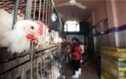 الدجاج و الدواجن في غزة