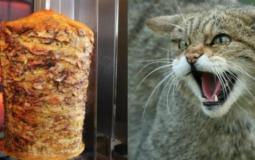 قطة تأكل شاورما