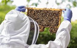 خلايا النحل في بريطانيا