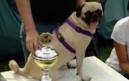 الكلبة ايما تفوز بلقبها الثالث  في مسابقة أسرع كلاب العالم