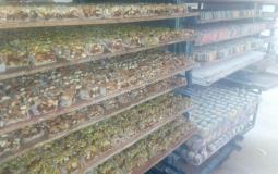 احد مصانع الحلقوم في غزة