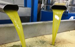 انتاج الزيت في غزة - توضيحية