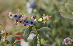 شركة إماراتية تنجح في زراعة التوت الأزرق في مدينة العين