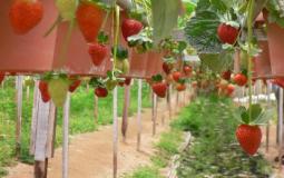 مزرعة فراولة