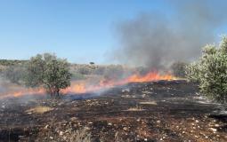 مستوطنون يحرقون عشرات أشجار الزيتون في بورين جنوب نابلس - ارشيفية