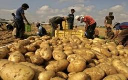 زراعة البطاطس في غزة - ارشيف