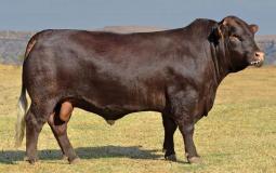 أحد العجول المسمنة