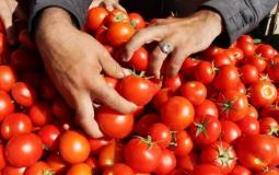 محصول الطماطم بغزة- أرشيفية