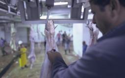 وزارة الزراعة تكشف عدد الأضاحي التي ذُبحت في غزة خلال عيد الأضحى - أرشيفية -