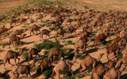 الجمال في استراليا - أرشيفية -