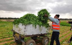  الزراعة في غزة تتلف كميات من المزروعات المصابة بمبيدات الاحتلال السامة