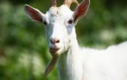 شاهد: عنزة تسرق سيارة شرطة أمريكية