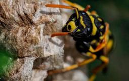 "الدبور الأسيوي العملاق".. خطر جديد يواجه البشر 