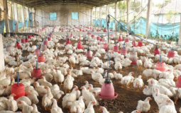 أسعار الدجاج في أسواق قطاع غزة