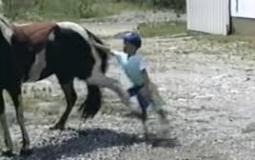 إصابة طفل 6 سنوات بسبب رفسة حصان في حورة 