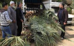 توزيع 130 شجرة نخيل على المزارعين في غزة