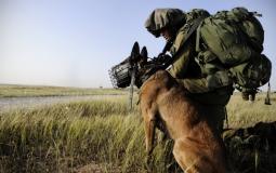 الكلاب البوليسية الإسرائيلية