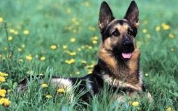 كلاب إسرائيلية - توضيحية