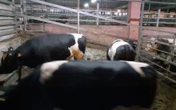 ضبط شاحنة عجول مهربة من اسرائيل