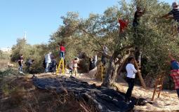 بيتونيا: المزارعون يتمكنون من الوصول إلى أراضيهم خلف السياج لقطف ثمار الزيتون ارشيف