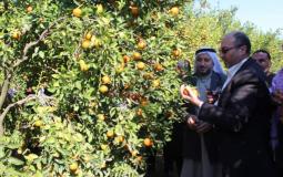 الزراعة في غزة تفتتح موسم الحمضيات للعام 2019