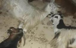 نفوق 60 رأسا من الماشية بسموم رشها مستوطنون في الأغوار