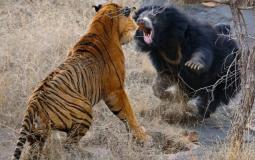 معركة دامية بين نمر ودب تخللها مفاجأة مدهشة