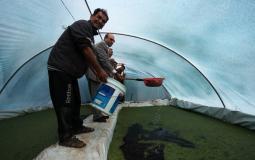 افتتاح مشروع إنتاج نبات الأزولا في شمال قطاع غزة