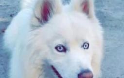 شاهد: رجل يستخدم الدرون لتسيير كلبه خوفا من فيروس كورونا