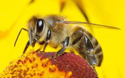 النحل يفتك بخلايا السرطان بهذه الطريقة
