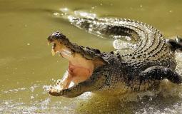 شاهد: تمساح يلتهم فهد تحت الماء بدقائق