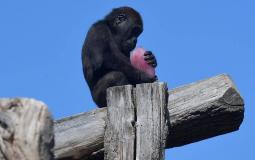 القردو تتناول المثلجات للتغلب على درجة الحرارة في لندن