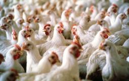 سعر كيلو الدجاج واللحوم والخضار في غزة اليوم الإثنين 12/09/2022