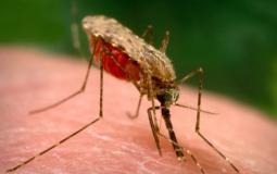 هل مرض الملاريا معدي أو قاتل